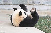 TopRq.com search results: sleeping panda