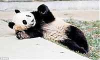 TopRq.com search results: sleeping panda