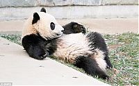 Fauna & Flora: sleeping panda