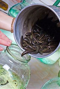 Fauna & Flora: life of leeches