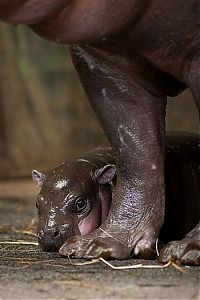 Fauna & Flora: Flory, pygmy hippopotamus, Diergaarde Zoo, Blijdorp, Rotterdam, Netherlands