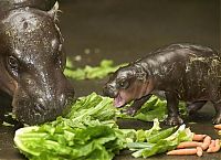 Fauna & Flora: Flory, pygmy hippopotamus, Diergaarde Zoo, Blijdorp, Rotterdam, Netherlands