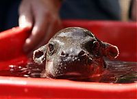 Fauna & Flora: Flory, pygmy hippopotamus, Diergaarde Zoo, Blijdorp, Rotterdam, Netherlands