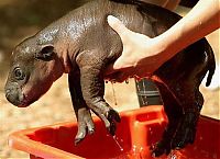 TopRq.com search results: Flory, pygmy hippopotamus, Diergaarde Zoo, Blijdorp, Rotterdam, Netherlands
