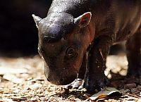 Fauna & Flora: Flory, pygmy hippopotamus, Diergaarde Zoo, Blijdorp, Rotterdam, Netherlands