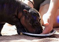 Fauna & Flora: Flory, pygmy hippopotamus, Diergaarde Zoo, Blijdorp, Rotterdam, Netherlands