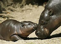 Fauna & Flora: Flory, pygmy hippopotamus, Diergaarde Zoo, Blijdorp, Rotterdam, Netherlands