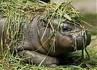 Fauna & Flora: Flory, pygmy hippopotamus, Diergaarde Zoo, Blijdorp, Rotterdam, Netherlands