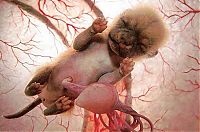 TopRq.com search results: interesting photos of animals in the womb