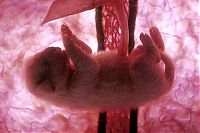 Fauna & Flora: interesting photos of animals in the womb