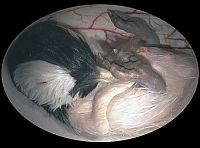 TopRq.com search results: interesting photos of animals in the womb