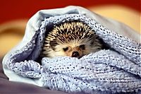 TopRq.com search results: Handsome Hedgehog