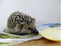 Fauna & Flora: Handsome Hedgehog