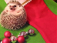 TopRq.com search results: Handsome Hedgehog