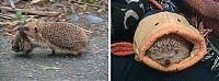 Fauna & Flora: Handsome Hedgehog