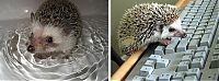 TopRq.com search results: Handsome Hedgehog