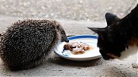 Fauna & Flora: Handsome Hedgehog