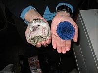 Fauna & Flora: Handsome Hedgehog