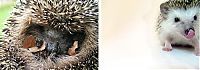 Fauna & Flora: Handsome Hedgehog