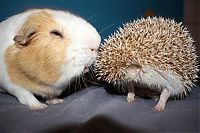 TopRq.com search results: Handsome Hedgehog