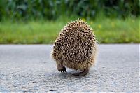 Fauna & Flora: Handsome Hedgehog