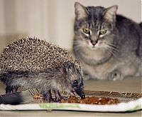 Fauna & Flora: Handsome Hedgehog