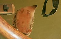 TopRq.com search results: Handsome Hedgehog