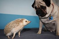 TopRq.com search results: Handsome Hedgehog