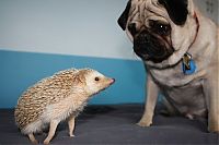 Fauna & Flora: Handsome Hedgehog