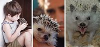 Fauna & Flora: Handsome Hedgehog