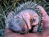 Fauna & Flora: Handsome Hedgehog