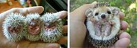 TopRq.com search results: Handsome Hedgehog