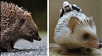 Fauna & Flora: Handsome Hedgehog
