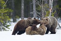 Fauna & Flora: bear's life