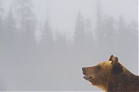 Fauna & Flora: bear's life