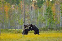 Fauna & Flora: bear's life