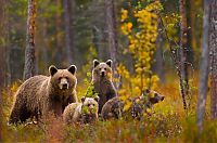 Fauna & Flora: bear's life