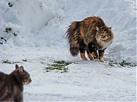 Fauna & Flora: cats in the snow