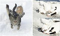 Fauna & Flora: cats in the snow