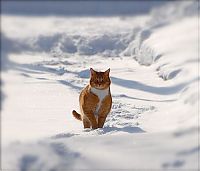 Fauna & Flora: cats in the snow