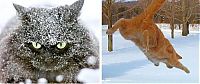 Fauna & Flora: cats in the snow