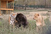 Fauna & Flora: Lion (Leo), tiger (Sher Khan) and bear (Balla) living together, Lokast Grove, state of Georgia, United States