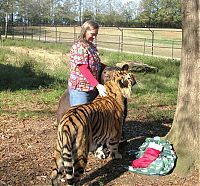 Fauna & Flora: Lion (Leo), tiger (Sher Khan) and bear (Balla) living together, Lokast Grove, state of Georgia, United States