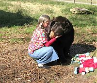 TopRq.com search results: Lion (Leo), tiger (Sher Khan) and bear (Balla) living together, Lokast Grove, state of Georgia, United States