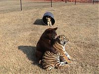 TopRq.com search results: Lion (Leo), tiger (Sher Khan) and bear (Balla) living together, Lokast Grove, state of Georgia, United States