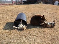 TopRq.com search results: Lion (Leo), tiger (Sher Khan) and bear (Balla) living together, Lokast Grove, state of Georgia, United States