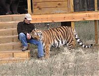 Fauna & Flora: Lion (Leo), tiger (Sher Khan) and bear (Balla) living together, Lokast Grove, state of Georgia, United States