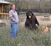 Fauna & Flora: Lion (Leo), tiger (Sher Khan) and bear (Balla) living together, Lokast Grove, state of Georgia, United States