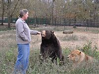 Fauna & Flora: Lion (Leo), tiger (Sher Khan) and bear (Balla) living together, Lokast Grove, state of Georgia, United States