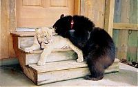 Fauna & Flora: Lion (Leo), tiger (Sher Khan) and bear (Balla) living together, Lokast Grove, state of Georgia, United States
